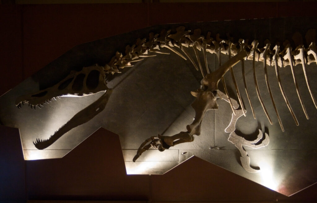 Dinosaur skeleton exhibit with sharp teeth and prominent claws, displayed on a dark wall. Dramatic lighting highlights the detailed bones.