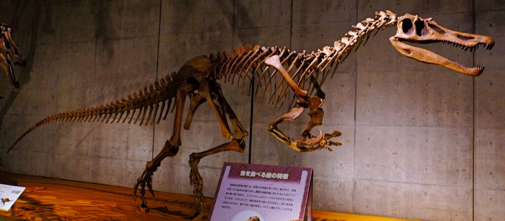 Dinosaur skeleton exhibit in a museum, mounted on a platform. The skeleton is displayed in a lifelike running pose, against a gray concrete wall.