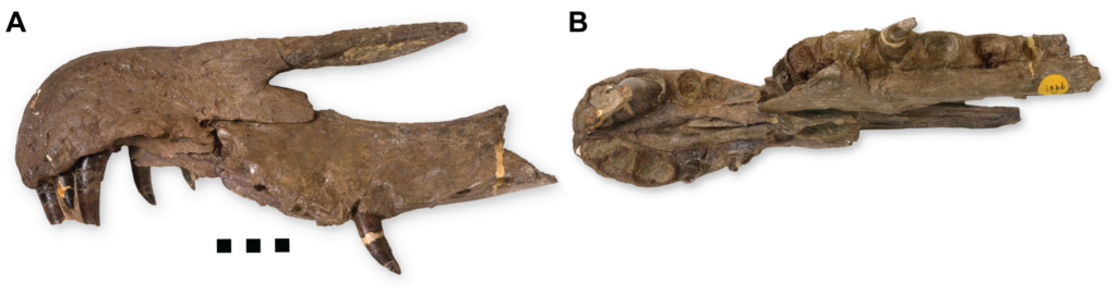 Side-by-side comparison of two dinosaur jaw fossils labeled A and B. Fossil A shows a curved, detailed shape with visible teeth. Fossil B appears more fragmented.