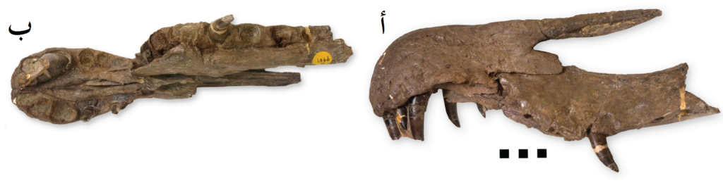 Two fossilized skulls displayed side by side on a plain background. The left is broader, while the right is elongated with visible sharp teeth. Both are labeled in Arabic and appear aged with a brown texture.