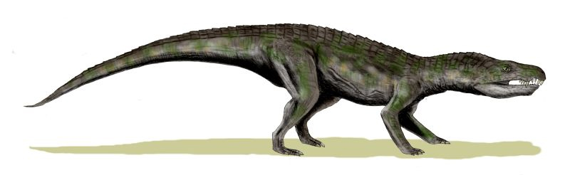 Illustration of a prehistoric reptile with a crocodilian appearance, walking on all fours. It has a long tail, textured green and brown skin, and sharp teeth.
