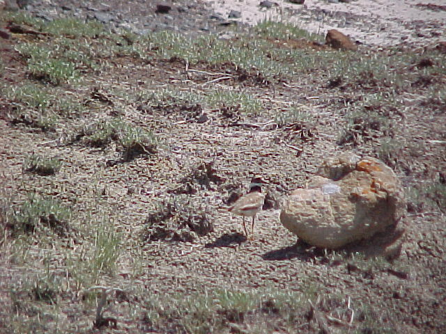Small bird standing beside a large rock on a grassy, uneven terrain. The scene is calm, with patches of grass indicating a natural setting.
