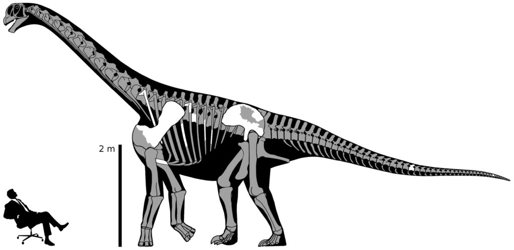 Skeletal Drawing of a Brontomerus Mcintosh