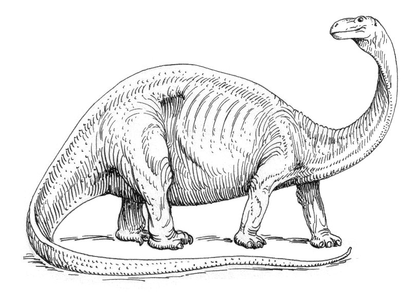 Black and white sketch of a dinosaur with a long neck and tail, and a bulky body. The detailed linework emphasizes its massive size and textured skin.