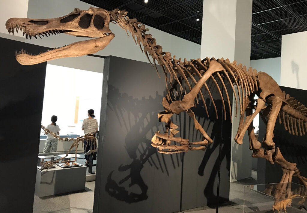 Dinosaur skeleton exhibit in a museum. The large fossil casts a shadow on a dark wall. Two people in the background view displays, creating a sense of awe.