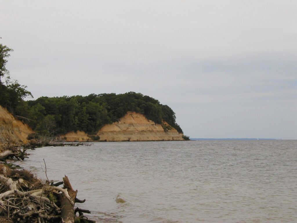 Coastal scene with calm water meeting sandy cliffs topped by dense green forest. Fallen driftwood lines the shore, creating a serene, natural atmosphere.