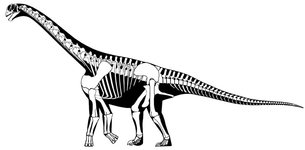 Skeletal Drawing of a Camarasaurus
