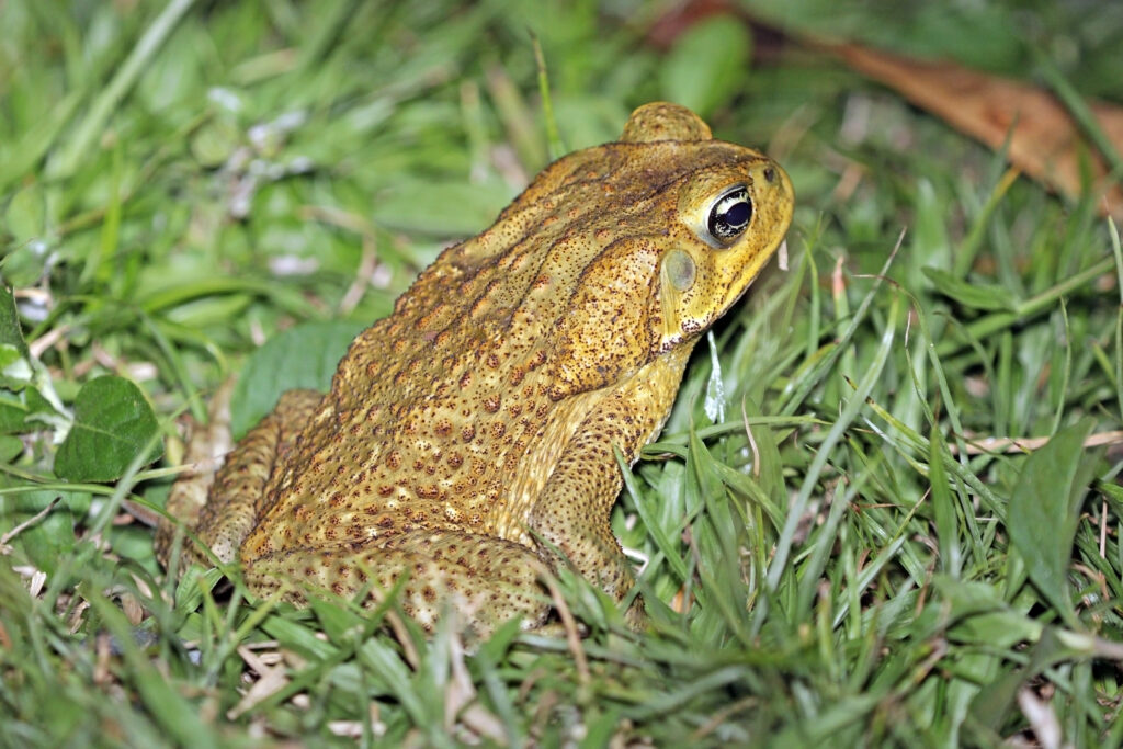 A brown toad with textured skin sits camouflaged in lush green grass. Its eye is prominent, conveying a calm, natural setting.
