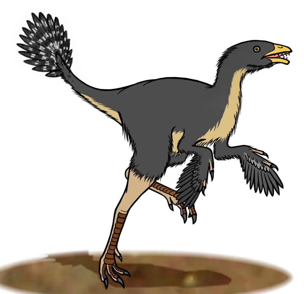 Illustration of a small dinosaur with dark feathers, a bushy tail, clawed feet, and a sharp-toothed beak, standing on a brown patch of ground.