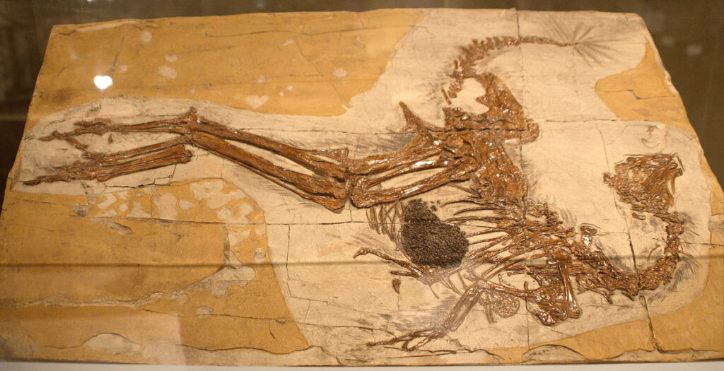 Fossil of a bird-like dinosaur, with outstretched wings and visible skeletal details, preserved in beige rock, conveying a sense of ancient history.