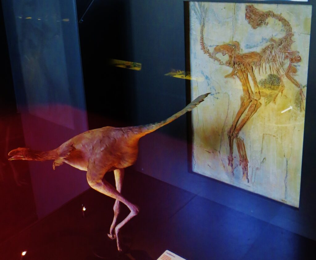 Model of a feathered dinosaur on display, standing in front of a fossilized skeleton mounted on a wall. The scene is dimly lit and educational.
