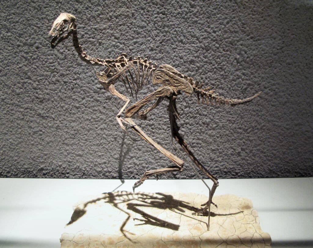 Dinosaur fossil displayed in a museum, standing upright with a long tail and thin limbs. The textured wall adds depth, casting a dramatic shadow.