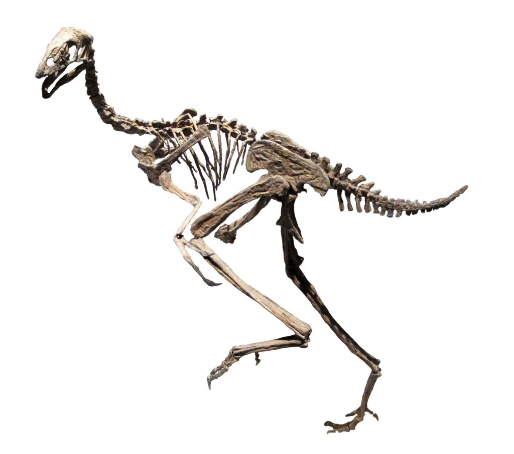 Dinosaur skeleton with long neck and tail, standing on two legs. The fossilized bones suggest a swift, bird-like dinosaur, conveying motion and agility.