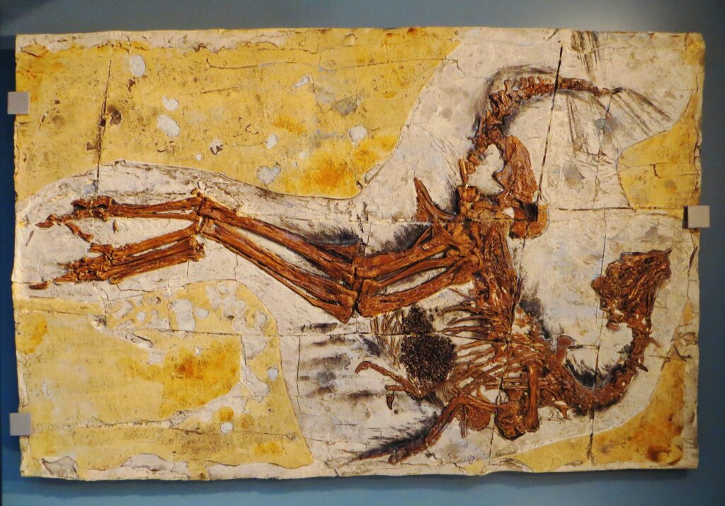 Skeleton of an ancient creature with elongated limbs and a curved neck, embedded in a rocky, beige slab. The fossil exudes a sense of prehistoric intrigue.