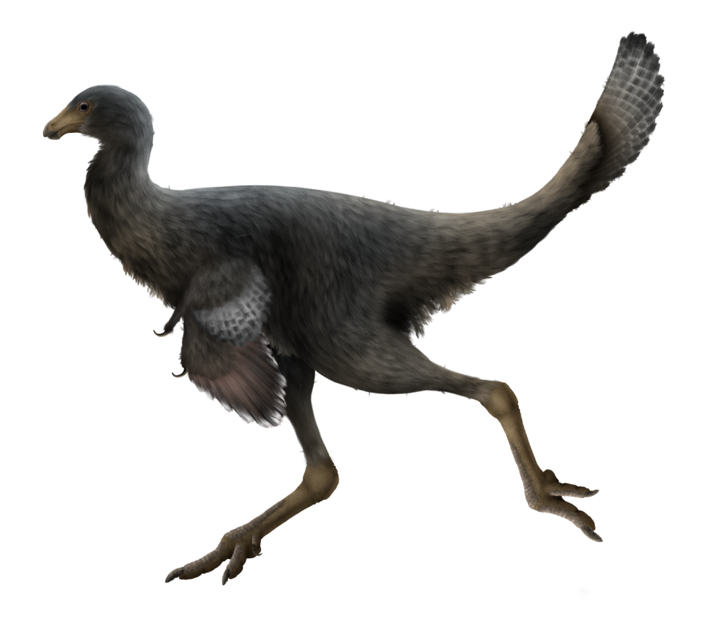Reconstruction of a grey feathered dinosaur with a bird-like appearance, long tail, small wings, and two legs, evoking a prehistoric, agile vibe.