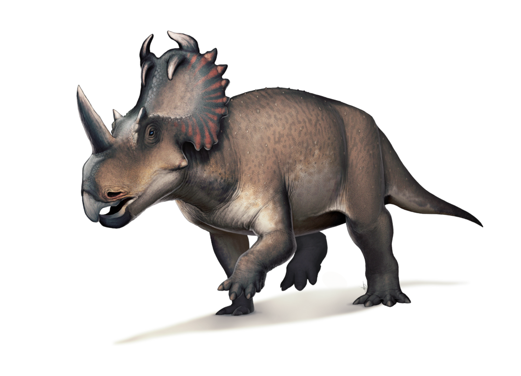 A Centrosaurus dinosaur on a white background, walking forward. It has three horns and a colorful frill, with a textured brown and gray body.