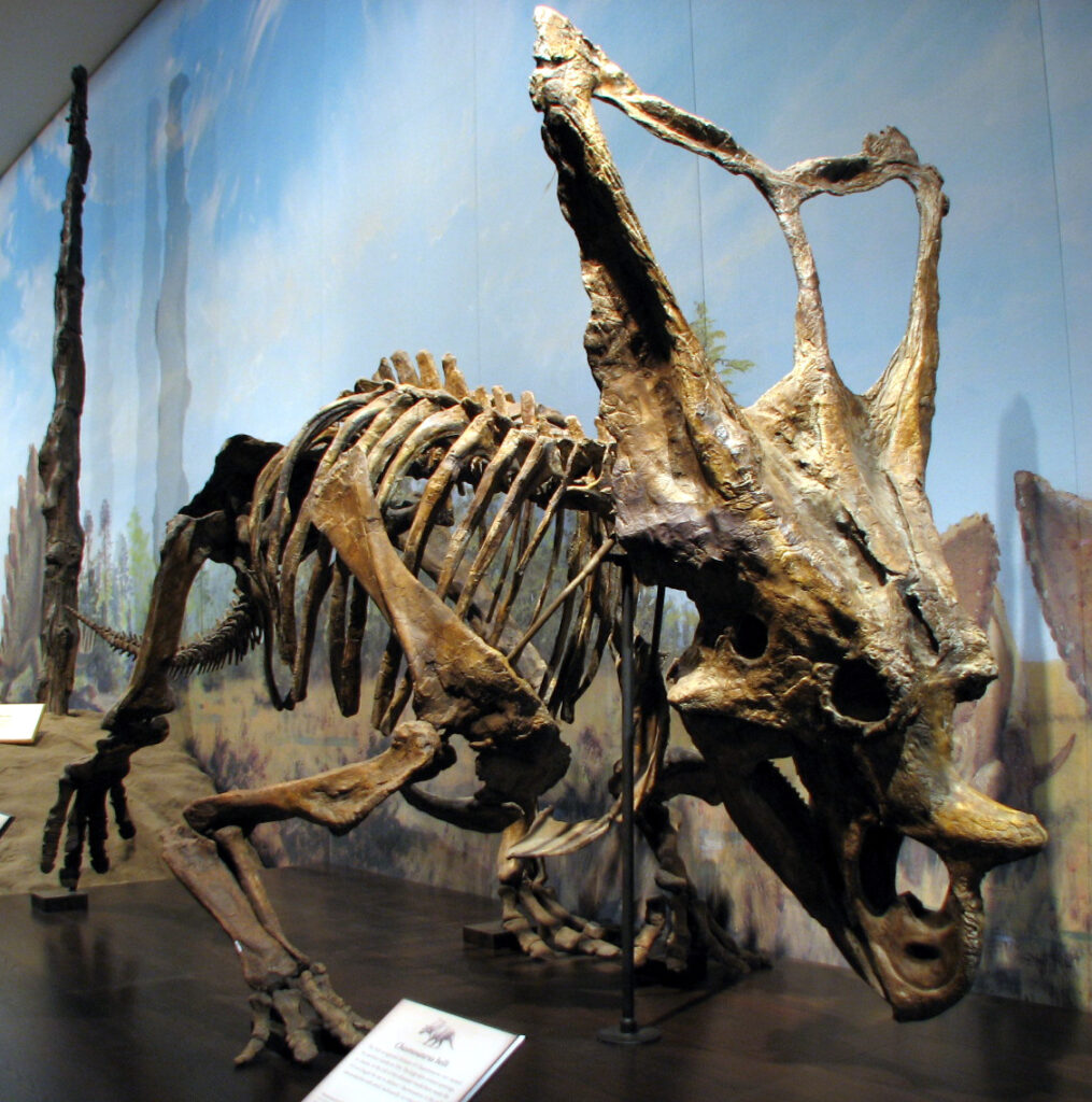 A dinosaur skeleton exhibit of a Centrosaurus with a large horned skull and ribcage. The backdrop depicts a prehistoric landscape, creating a dramatic tone.
