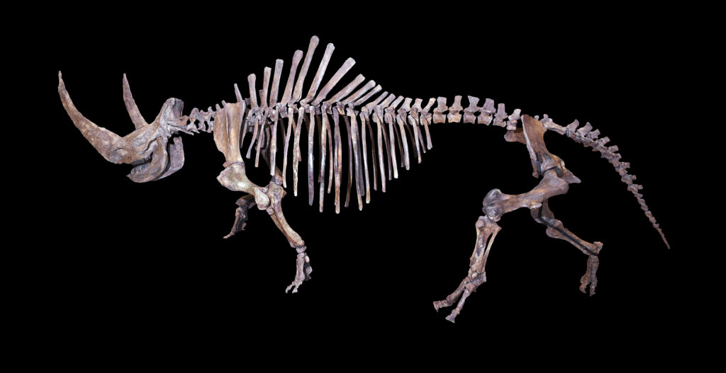 Skeleton of a woolly rhinoceros displayed against a black background. The large curved horn and rib structure are prominent, showcasing its massive size.