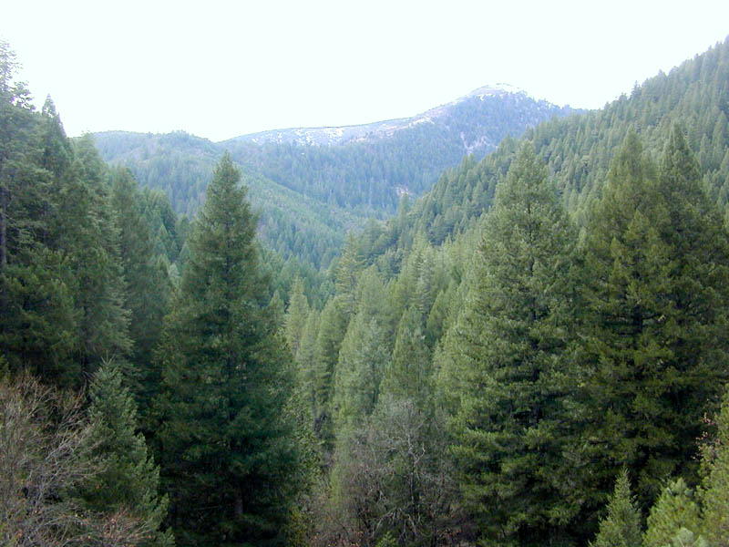 Conifer forest