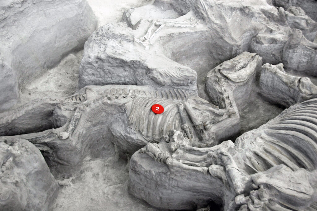 Fossilized animal skeletons in sediment, partially exposed. Grayish rocks surround them. A red marker labeled "2" is placed on one skeleton.