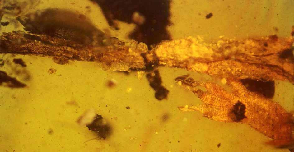 Cretaceogekko burmae holotype