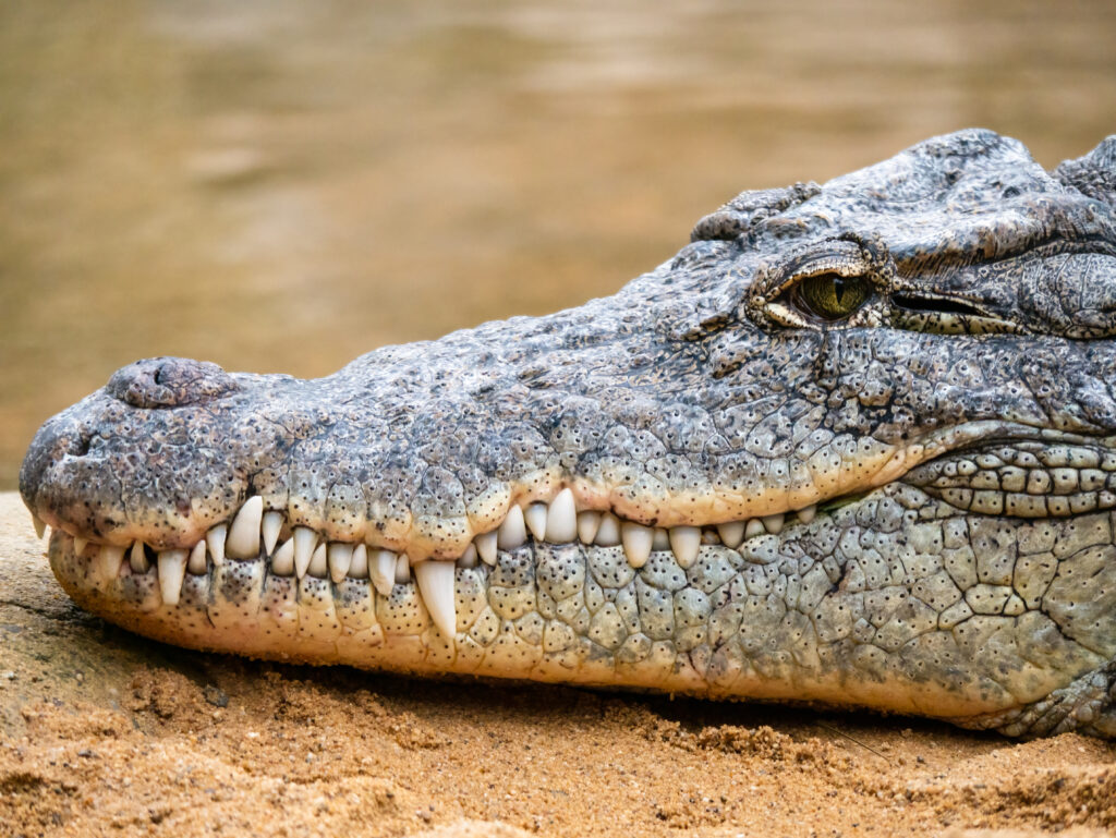 Close-up of a crocodile's head, its textured skin and sharp teeth visible as it rests on sandy ground. The mood is calm and natural.