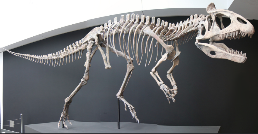 Dinosaur skeleton displayed in a museum against a dark wall. The large skeletal structure shows sharp teeth and a long tail, evoking a sense of ancient history.