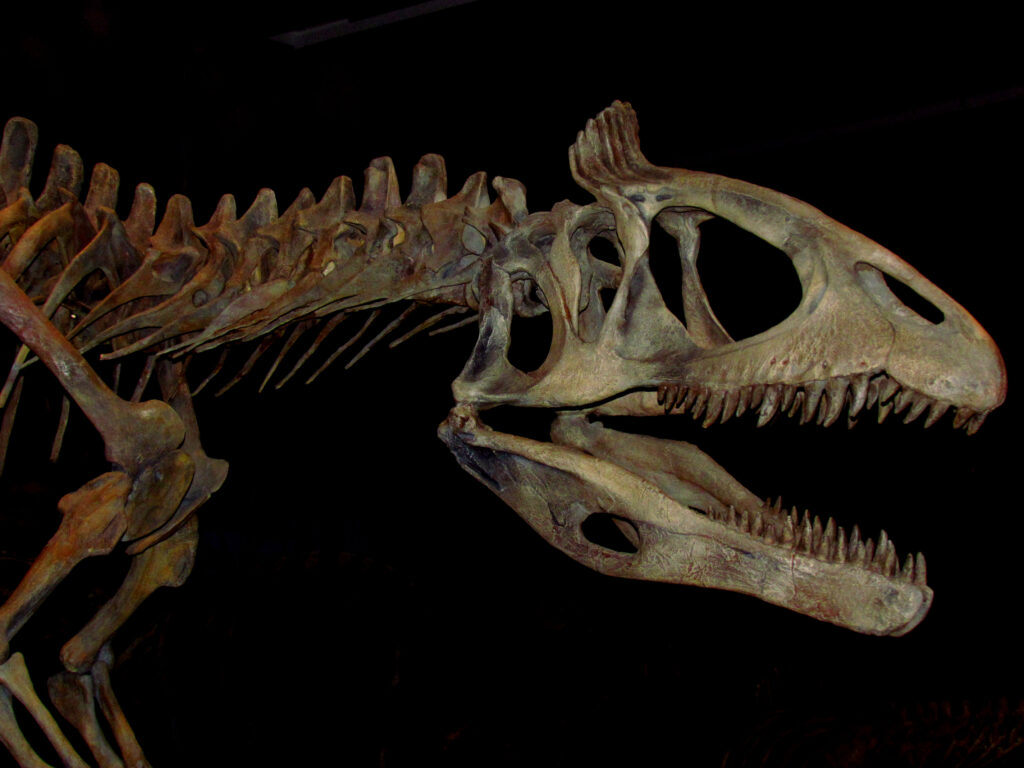 Side view of a dinosaur skeleton's skull and spine against a dark background. The fossil's sharp teeth and bony structure create an intense and intriguing tone.