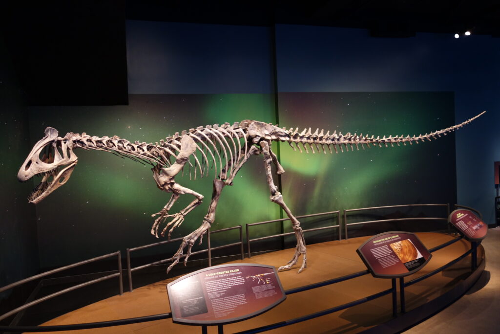 Dinosaur skeleton in a museum display against a colorful background. The creature is posed mid-stride, with detailed signage explaining its history.