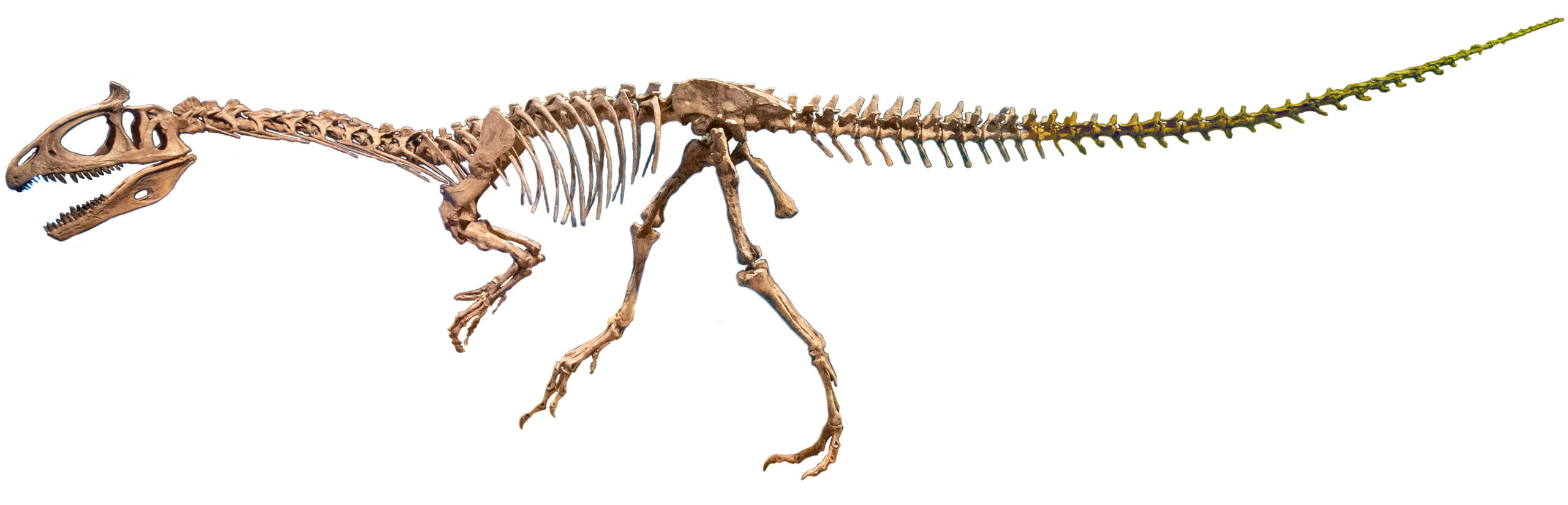 Skeleton of a dinosaur with a large skull, sharp teeth, and long tail. The bones are articulated, showing the creature in a dynamic, walking pose.