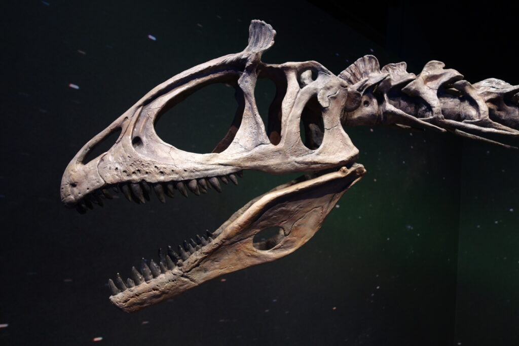 Close-up of a dinosaur skeleton's skull and neck, showing sharp teeth and intricate bone structure, set against a dark, starry backdrop.