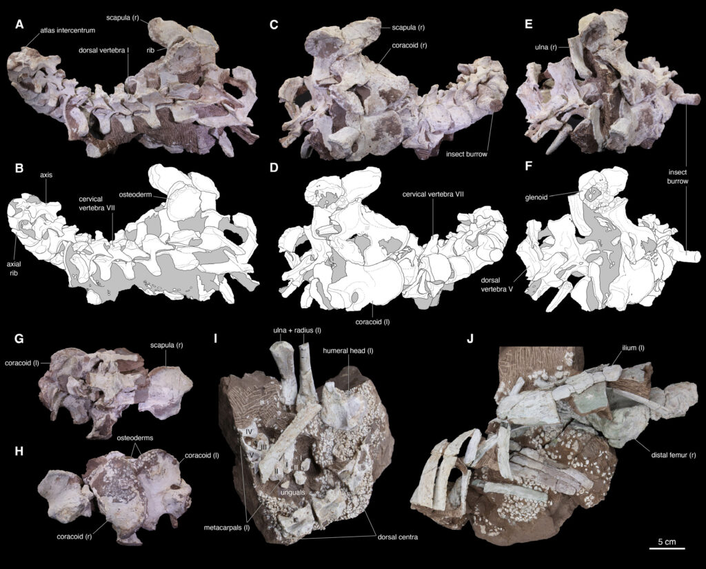 Fossil vertebrae images, labeled with anatomical terms and sketches, depict structural details. Includes scapula, ulna, ribs, and insect burrows.