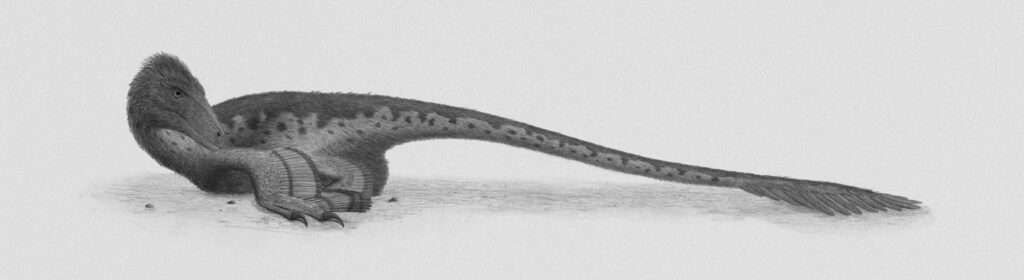 Illustration of a feathered dinosaur lying down. It has a long, spotted tail, small wings, and a downy body, exuding a calm, serene presence.