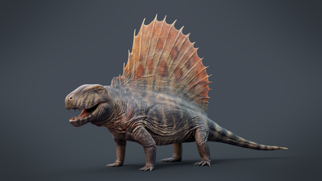 A digitally rendered Dimetrodon with textured skin stands on a gray background. It has a prominent sail on its back, conveying a prehistoric ambiance.