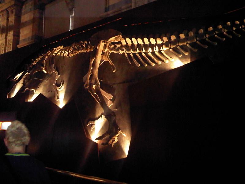 A large dinosaur skeleton is dramatically lit against a black background in a museum exhibit. A person with short hair views it, adding a sense of scale.