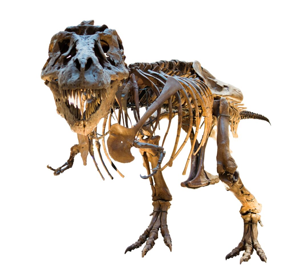 Skeleton of a Tyrannosaurus rex with a menacing stance, mouth open, showcasing sharp teeth. Set against a plain white background, emphasizing its massive frame.