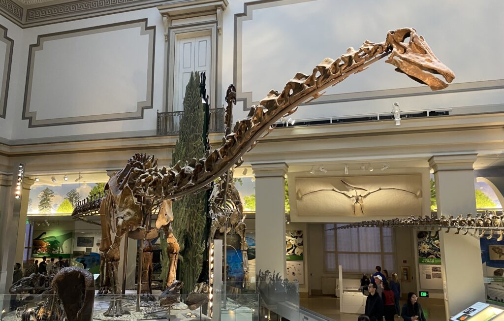 Diplodocus skeleton in Smithsonian National Museum of Natural History