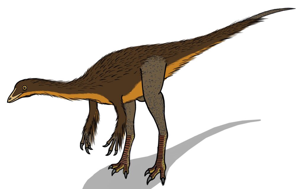 Illustration of a feathered dinosaur with a long tail and beaked head. It has brown and orange feathers, clawed limbs, and casts a shadow on a white background.
