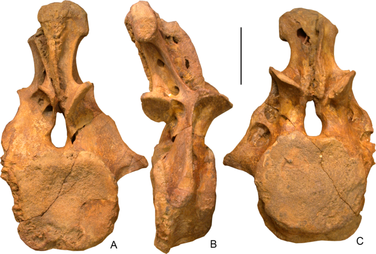 What Is a Holotype and Why Is It So Important in Paleontology? – Dino World