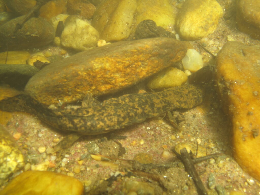 Underwater scene with a camouflaged salamander blending among brown and yellow stones on the riverbed. The water is clear, creating a peaceful tone.