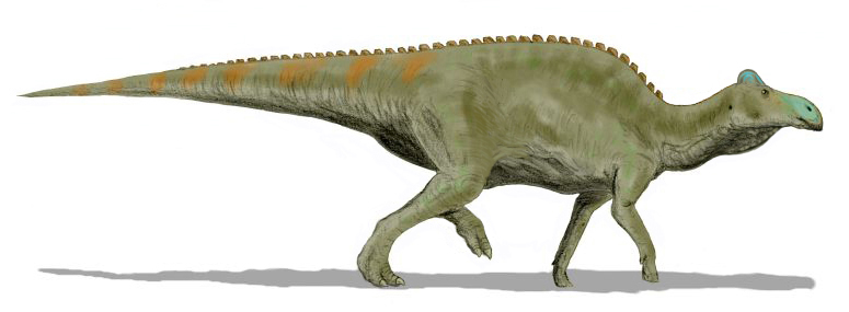 Illustration of a green dinosaur, possibly a hadrosaur, with an orange-striped back and blue snout, walking on all fours, casting a shadow.