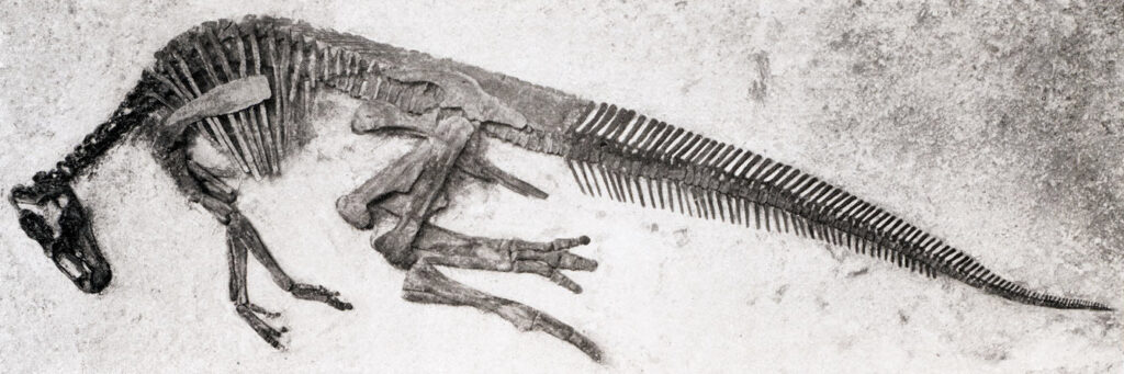 Fossilized dinosaur skeleton partially embedded in rock, showcasing a long tail and rib cage. The ancient remains evoke a sense of prehistoric mystery.