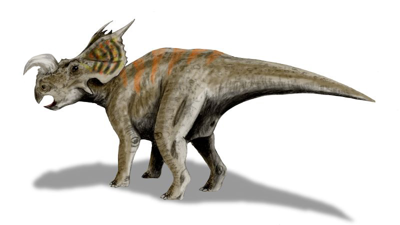 Illustration of a Einiosaurus in profile. It has a large frill with horns, mottled brown skin, and an orange stripe on its back, casting a shadow.