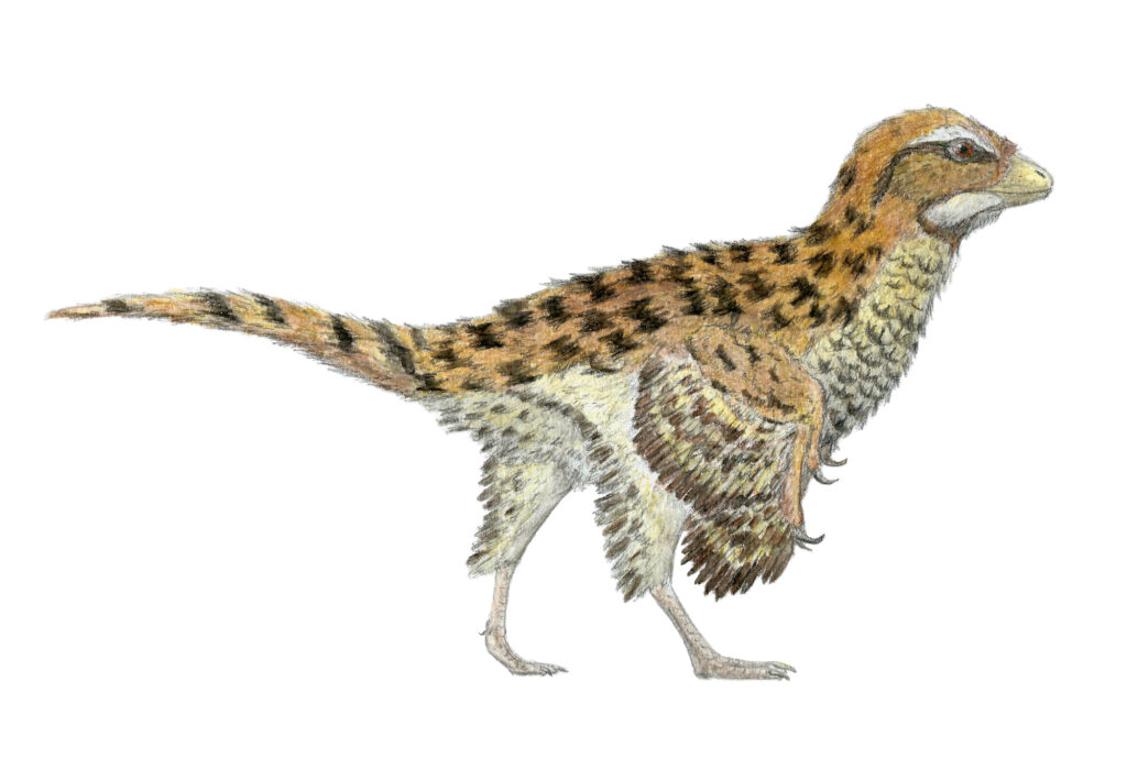 Eosinopteryx
