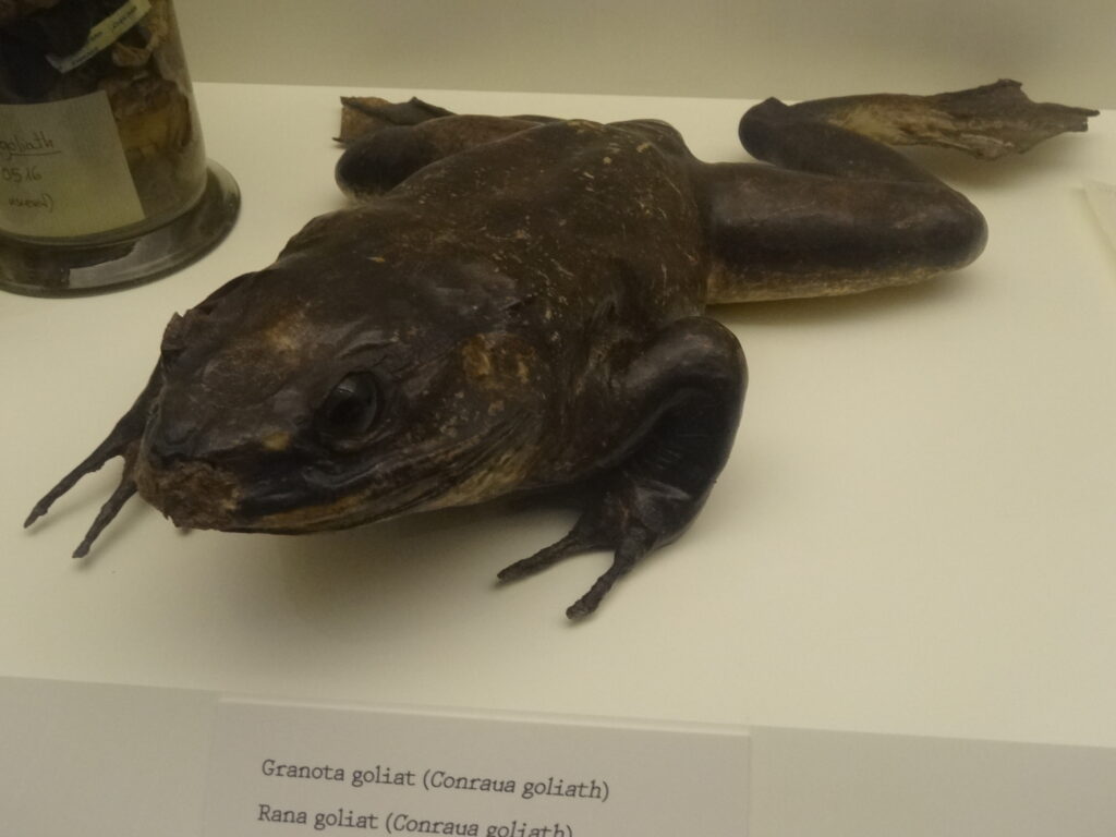 Preserved Goliath frog displayed in a museum exhibit, labeled "Granota goliath." The frog is large, with a dark, textured skin and outstretched limbs.