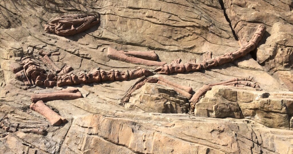 Rock wall with embedded dinosaur fossil remains, including a prominent vertebrae and limb bones, showcasing paleontological discovery.