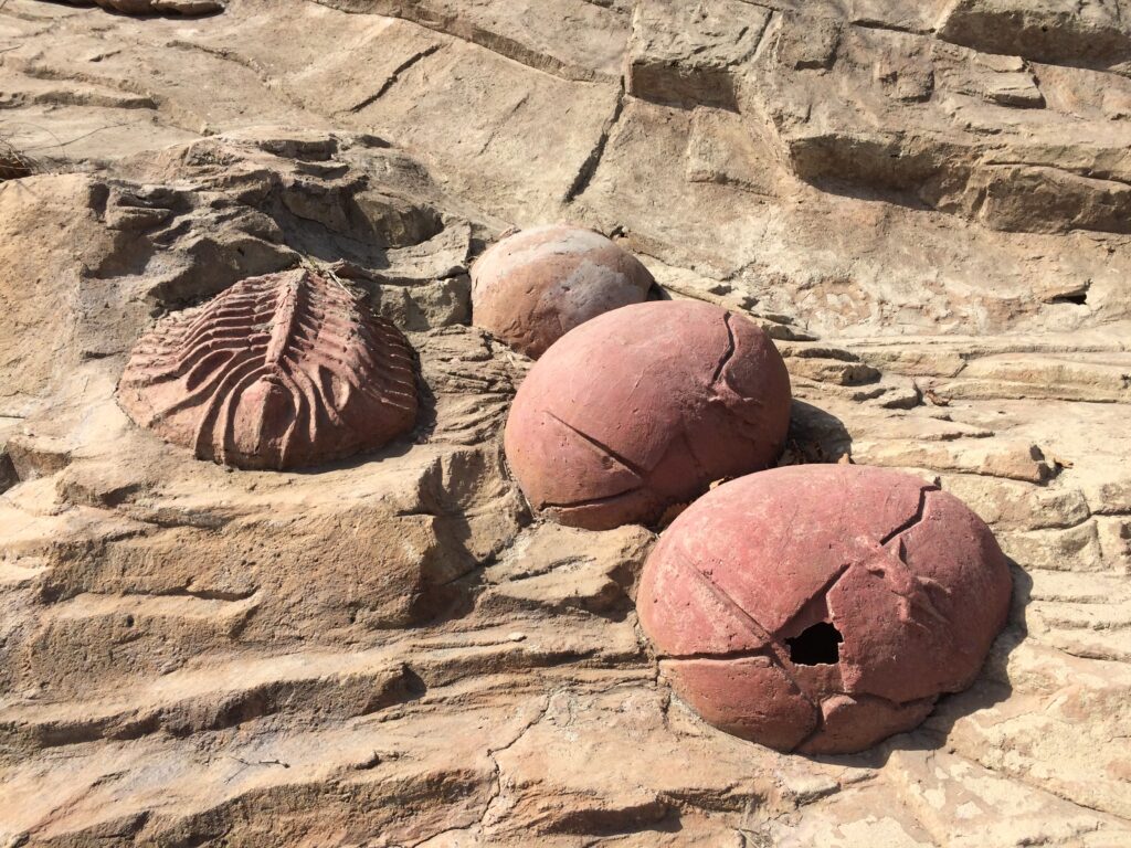 The image shows fossilized dinosaur eggs