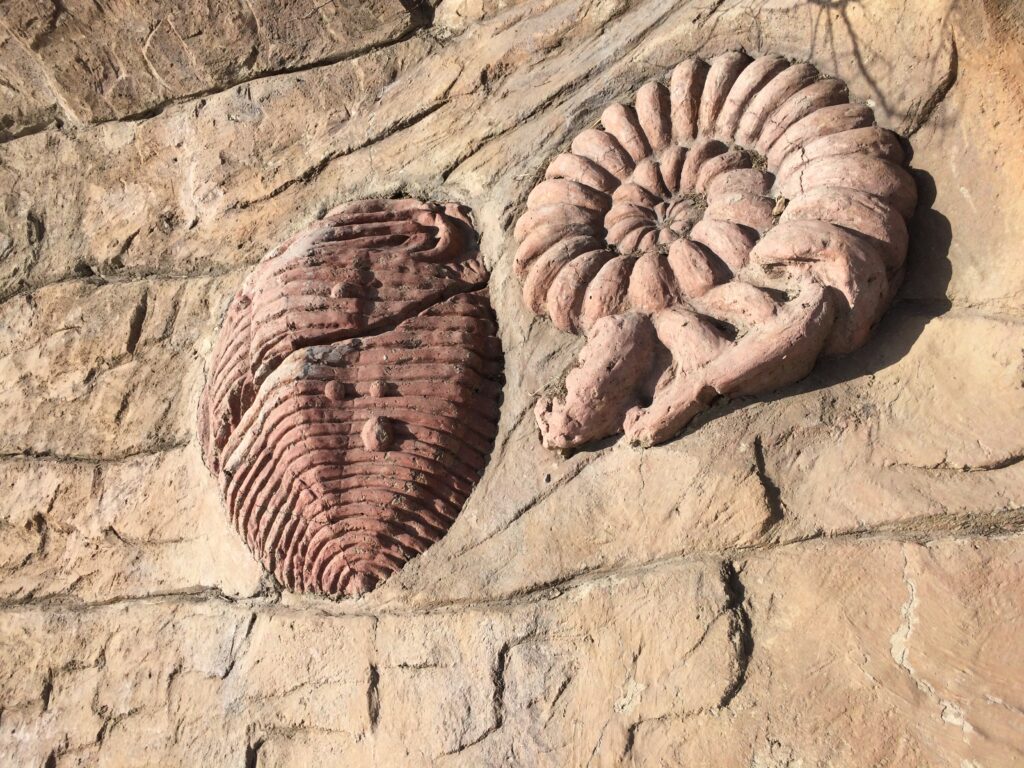 Close-up of fossil imprints in beige stone: on the left is a trilobite with segmented lines; on the right, a spiral ammonite. Both appear weathered.