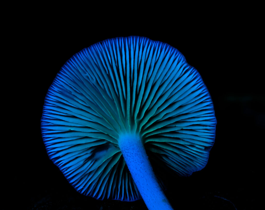 Close-up of a mushroom's underside, showcasing vibrant blue gills against a black background. The striking luminescence creates an otherworldly feel.
