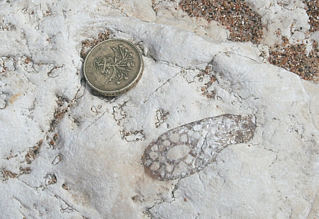 Fossil Pound coin for scale. This may be the fossil root of a Cretaceous plant.